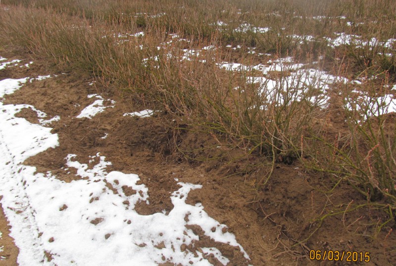 Zniszczone na Podlasiu przez dziki plantacje porzeczek