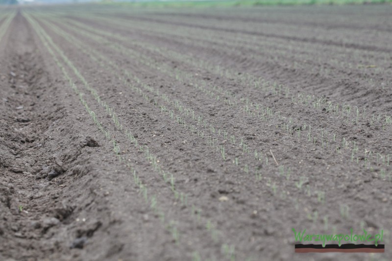 Bardzo dobre wschody cebuli i obsada na plantacji wysiewanej 8 kwietnia 