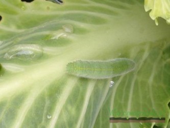 Bielinek rzepnik (Pieris rapae)