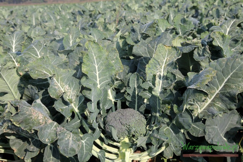 Na stanowiskach opanowanych przez kiłę kapusty można uprawiać odmiany odporne - tu kiłoodporny brokuł odmiana Monclano F1