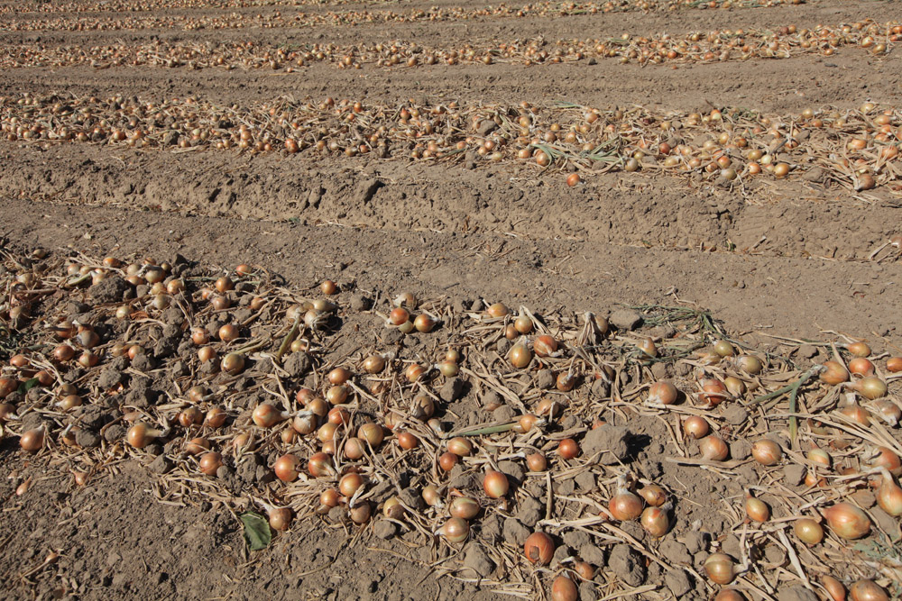 Tam gdzie rozpoczęły się już zbiory cebuli, widać już że plony będą niskie i jakość również 