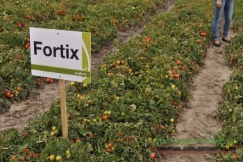 Odmiana Fortix F1