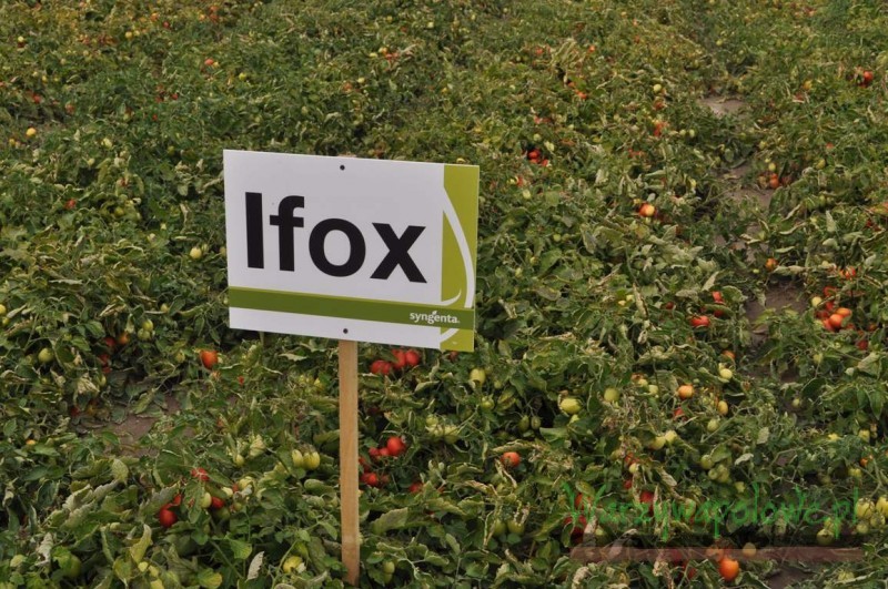 Odmiana Ifox F1