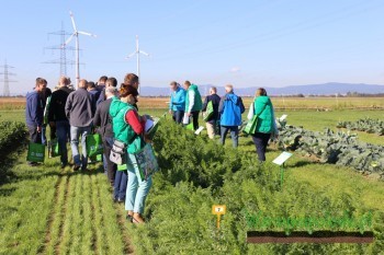 Na poletkach doświadczalnych z uprawą marchwi prezentowano skuteczność zastosowania fungicydów w zwalczaniu mączniaka i alternarii