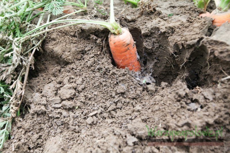 We wrześniu problemem na niektórych plantacjach okazała się bawełnica topolowo-marchwiana 