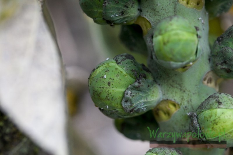 Główki kapusty brukselskiej zniszczone mączliki, pokryte grzybami sadzakowymi 