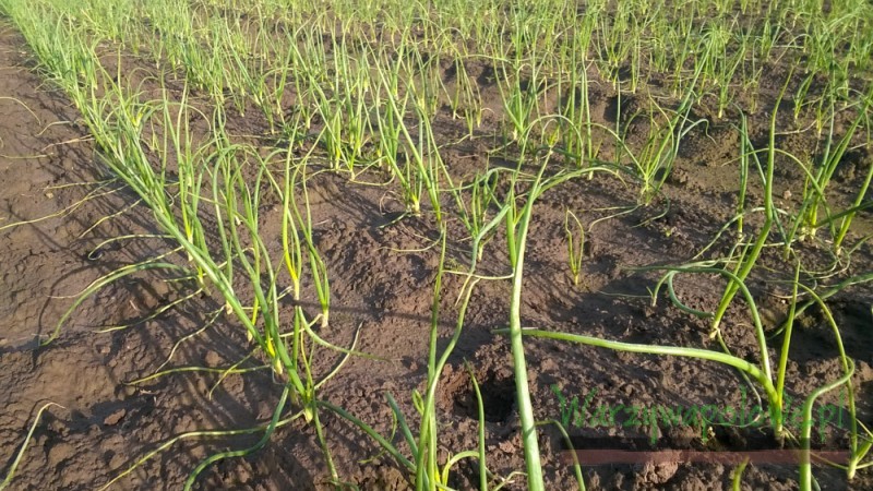 Plantacja bez chwastów zapewni szybki start roślin po ruszeniu wegetacji wiosną 