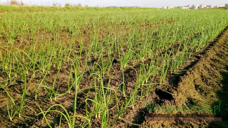 Idealna plantacja bez chwastów  dobrze przygotowana do zimy 