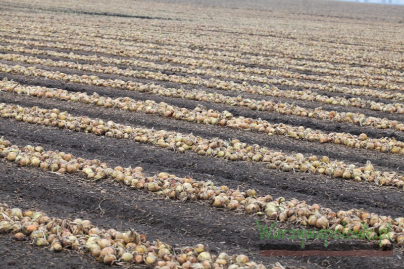 Cebula typu rijnsburger - w dobre lata plony mogą przekraczać 80 t/ha 