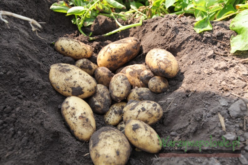 W tym roku uzyskano dobrą jakość ziemniaków i wysoki plon handlowy 