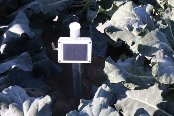 W gospodarstwie wykorzystuje się nowoczesne technologie w celu zapewnienia warzywom optymalnych warunków wrostu