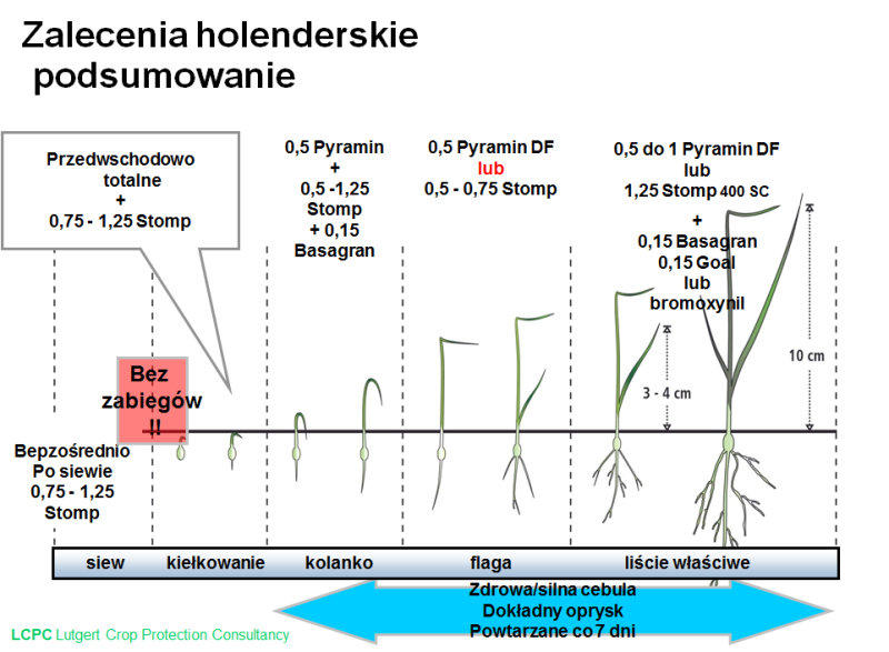 zalecenia_cebula