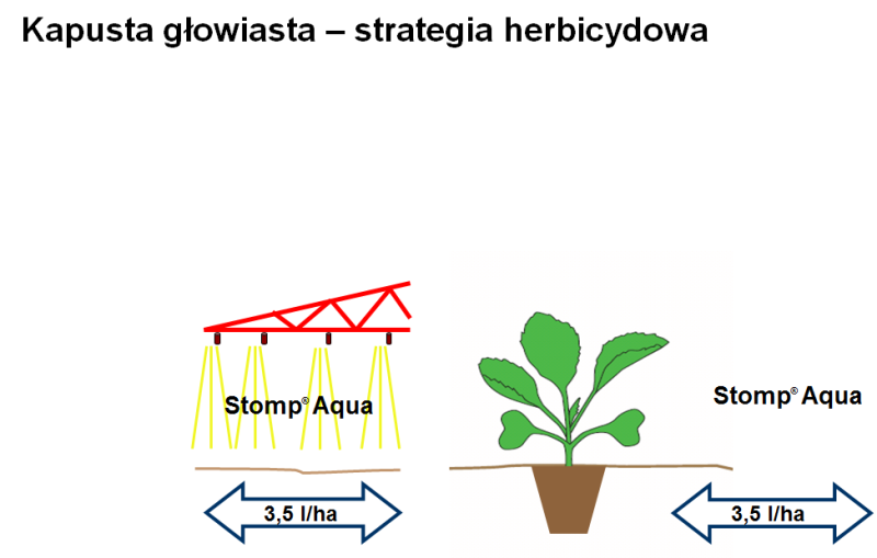 zalecenia_kapusta