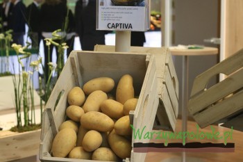 Dorodne ziemniaki odmiany 'Captiva'