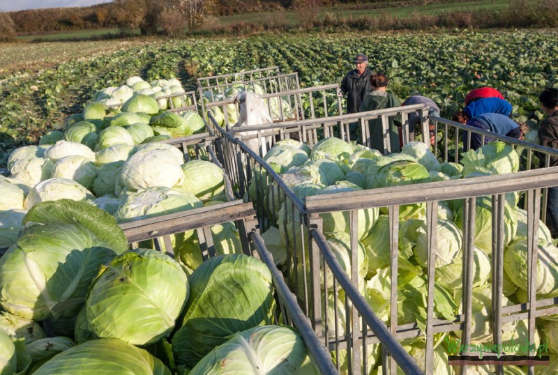 Zbiory kapust realizowane są zazwyczaj ręcznie 