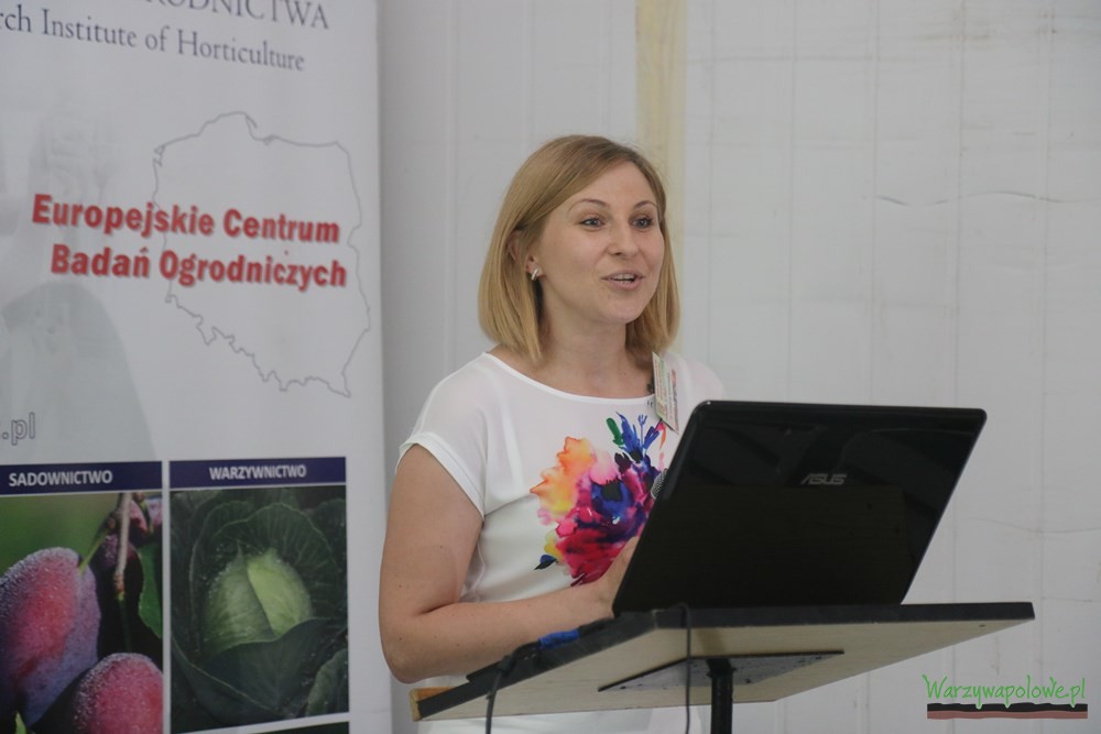 Dr Urszula Kłosińska mówi o nowych odmianach ogórka