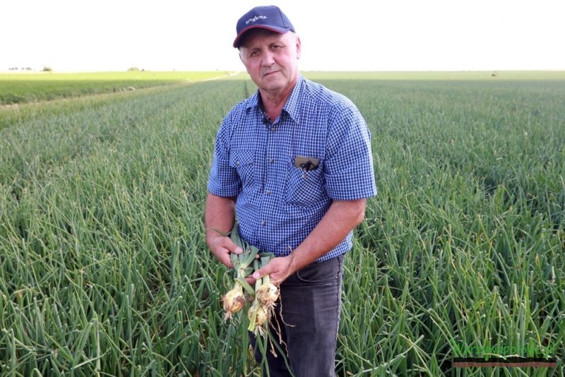 Władysław Tokarczyk prezentuje cebule z plantacji nawadnianej kropelkowo 