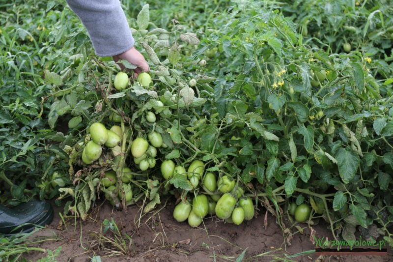Na tej plantacji pomidorów polowych założonej z rozsady produkowanej w tacach 96-tkach zapowiada się bardzo dobry zbiór