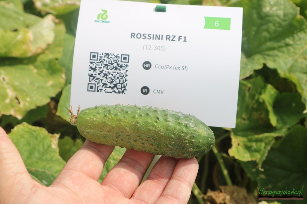 Owoc odmiany 'Rossini RZ F1'