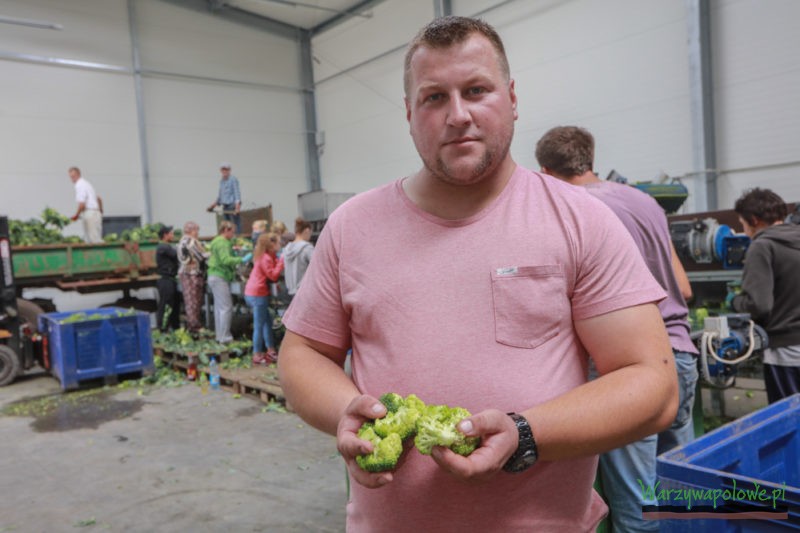 Damian Zieliński oprócz uprawy warzyw realizuje też usługi związane z różyczkowaniem brokułów i kalafiorów