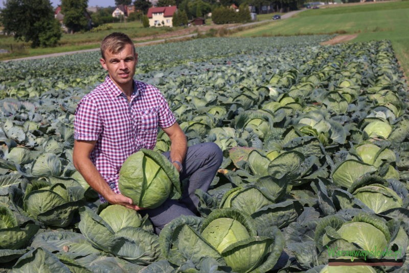 Piotr Dutkowski oprowadzał i informował o odmianach kapusty prezentowanych przez firmę Seminis