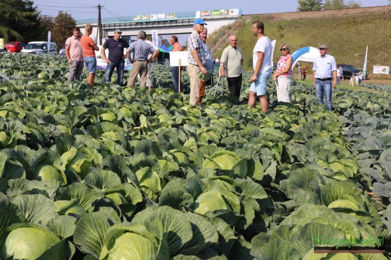 Odmiany kapusty na poletku doświadczalnym firmy Syngenta