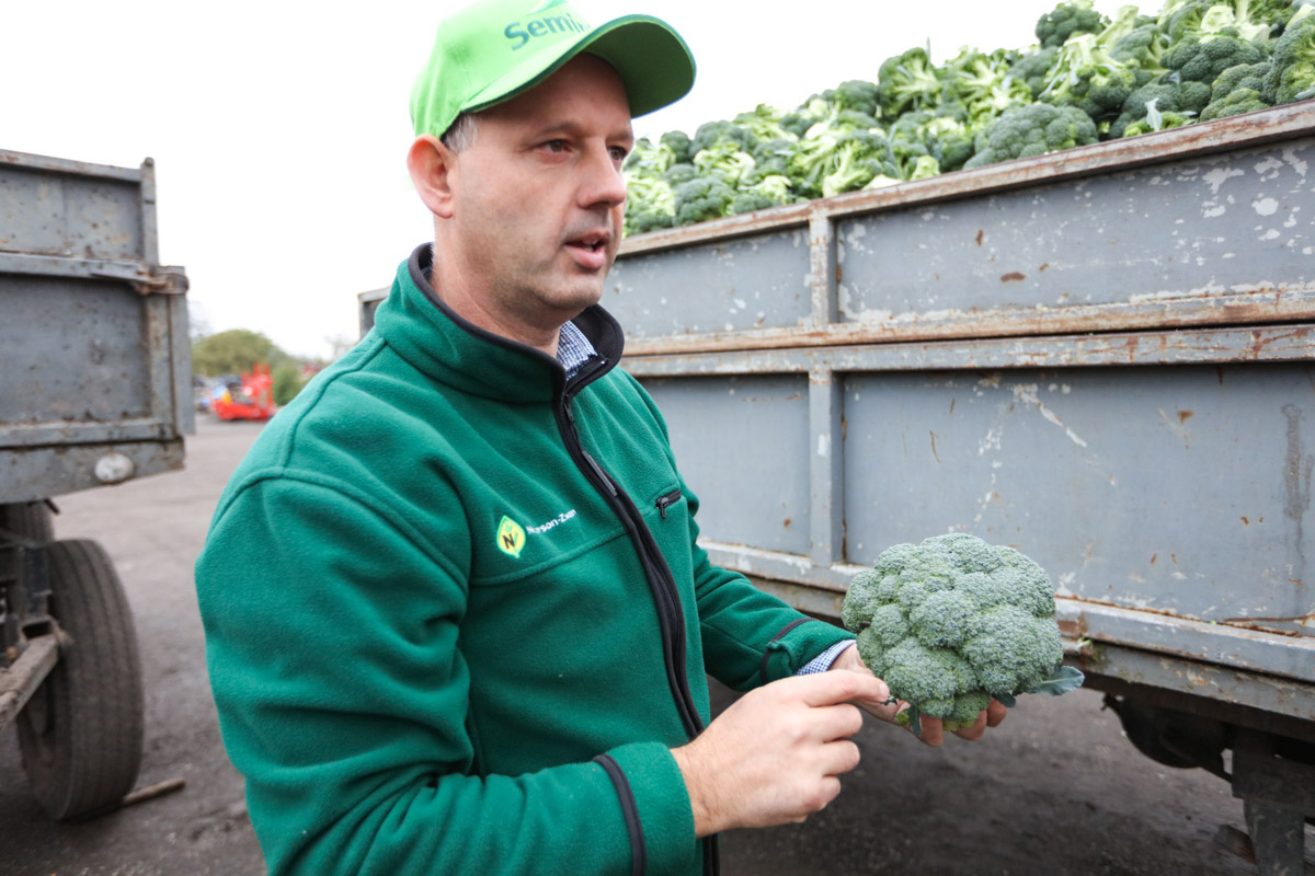 Jacek Molenda wyjaśnia czym powinny się charakteryzować róże brokułów dla przemysłu 