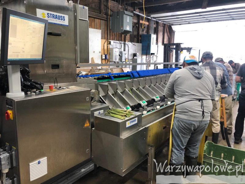 Producent maszyn do sortowania i pakowania szparagów