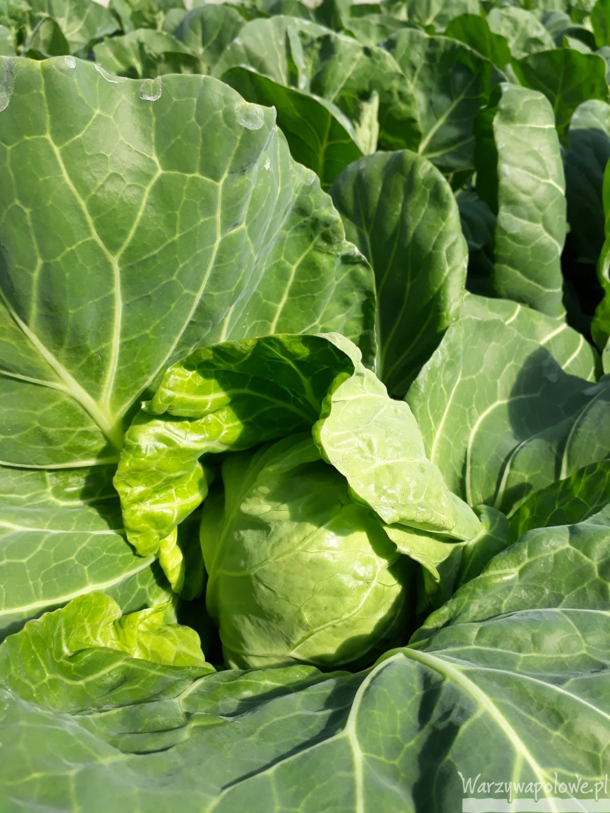 Kapusta w tym roku będzie rekordowo wcześnie! Warzywa Polowe