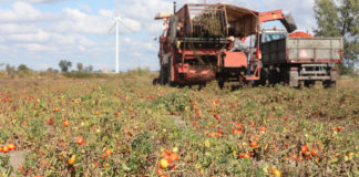 Szacunki produkcji warzyw gruntowych w Polsce