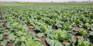 Kiła kapustnych – ograniczanie poprzez umiejętne nawożenie