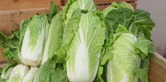 Pekinka do długiego przechowywania pekinki | warzywapolowe