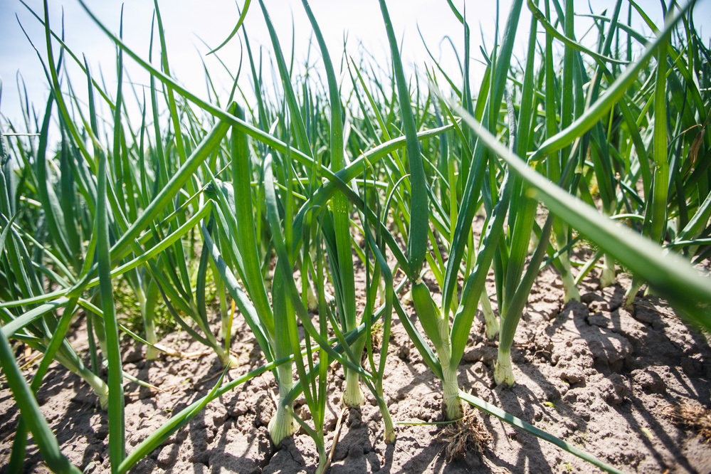 Majowe lustracje na plantacji cebuli ozimej –  FILM