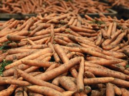 Nawożenie marchwi – praktyczne zalecenia z Kujaw