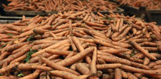 Nawożenie marchwi – praktyczne zalecenia z Kujaw