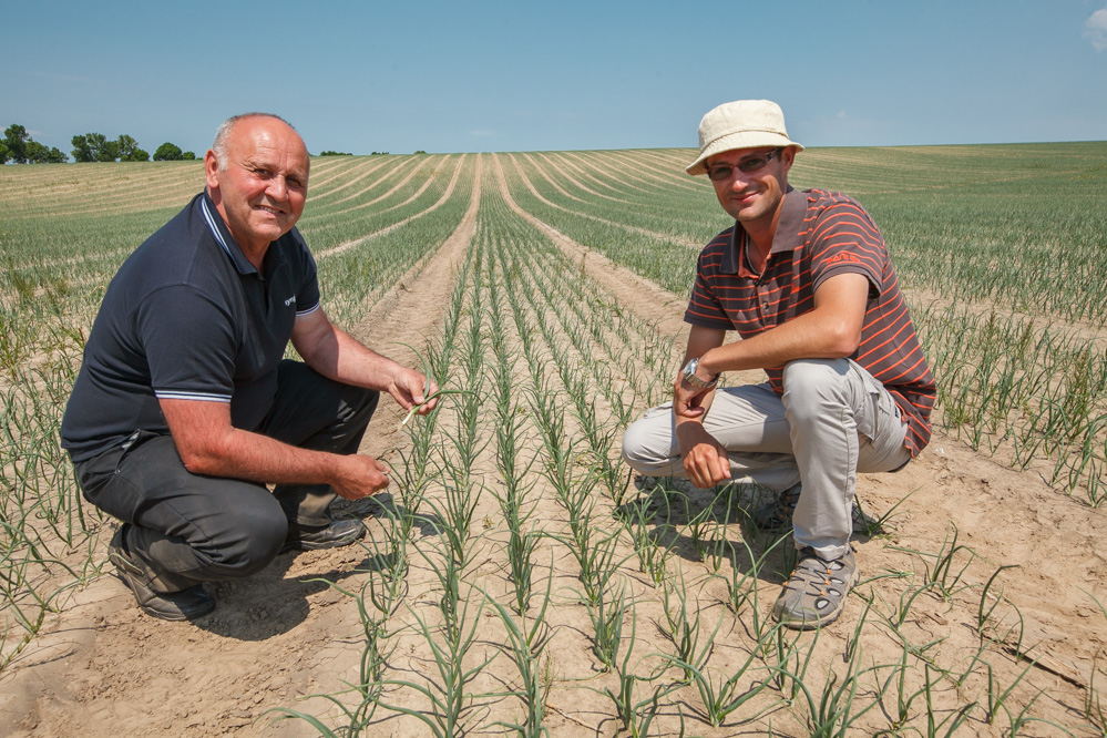 Cebula w RSP Hopkie – FILM