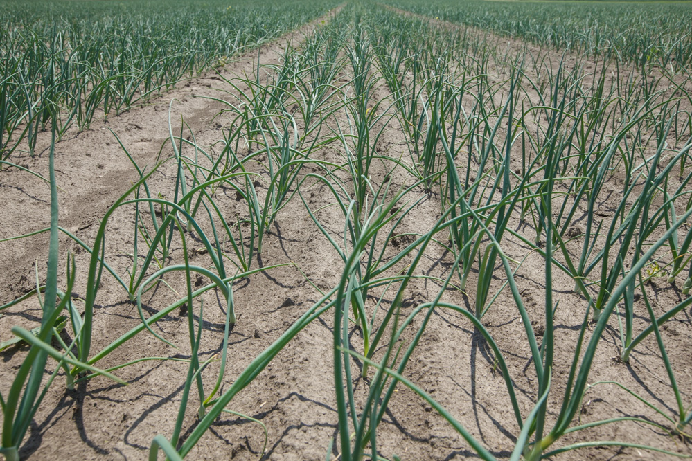 Dobrze dopasowane odmiany cebuli- FILM