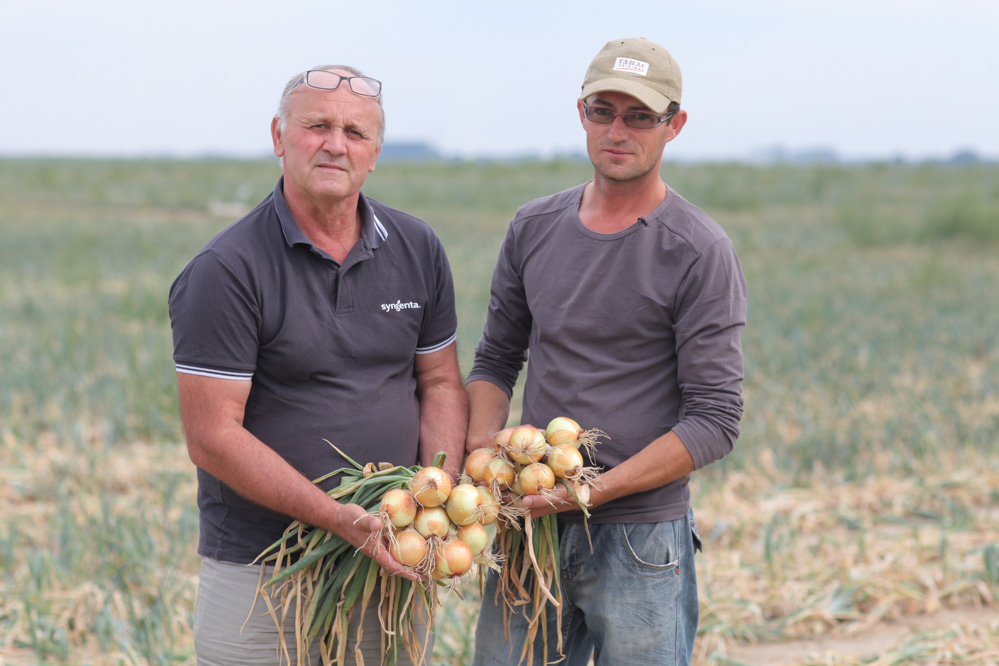 Kiedy wyrywać cebulę? Kiedy zbierać cebulę? Kiedy wykopytać cebulę? – zbiór cebuli