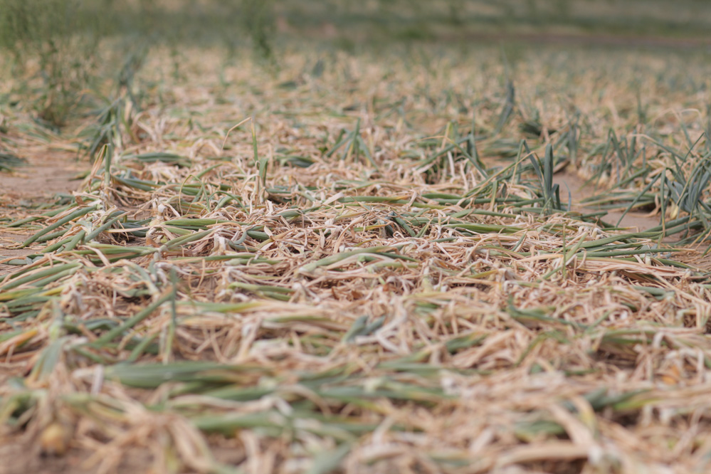 Podsumowanie sezonu cebulowego w RSP Hopkie – FILM