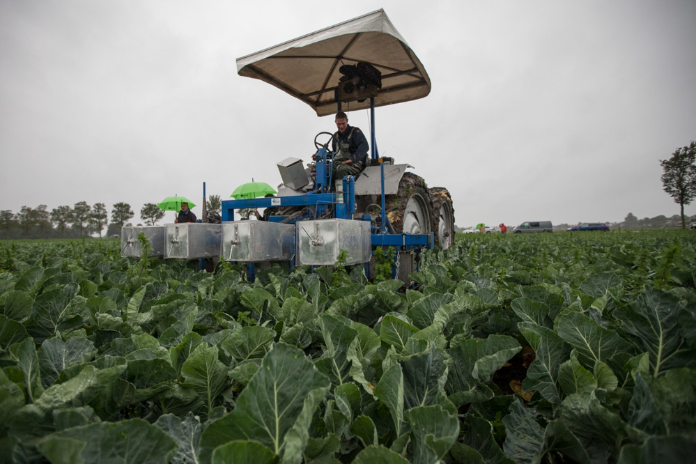 Szycie kalafiorów – FILM