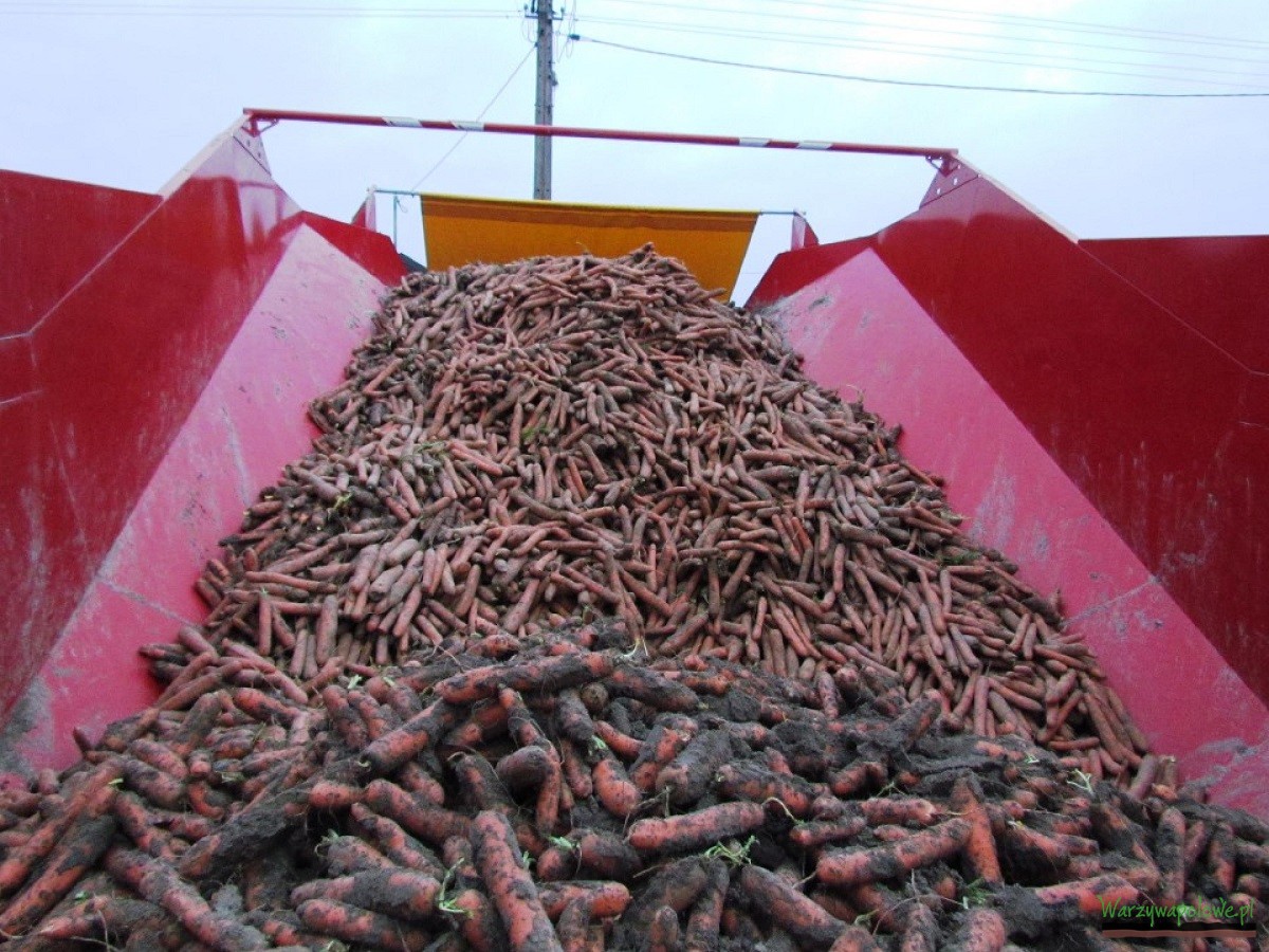 Zalecenia dotyczące uprawy marchwi – FILM