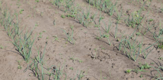 Szkodniki warzyw w okresie wiosennym, cz. II