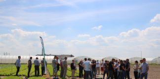 Sałata i rzodkiewka w piotrkowskim zagłębiu, cz. I