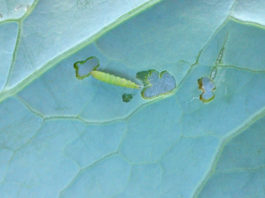 Komunikat warzywniczy Bayer – 30 maja