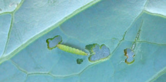 Komunikat warzywniczy Bayer – 30 maja