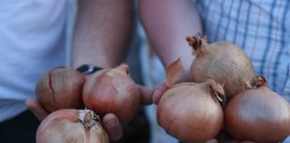 Produkty z polskiej cebuli coraz bardziej obecne na Zachodzie