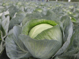 Mikroskładniki oraz siarka w dokarmianiu dolistnym kapusty głowiastej