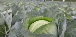 Mikroskładniki oraz siarka w dokarmianiu dolistnym kapusty głowiastej