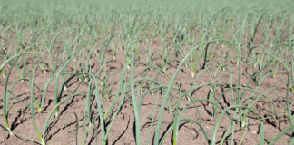 Kompleksowe nawożenie cebuli