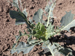 Komunikat warzywniczy Bayer – 6 czerwiec